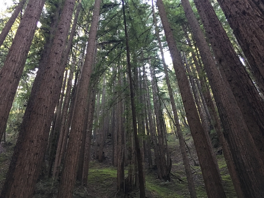Redwoods