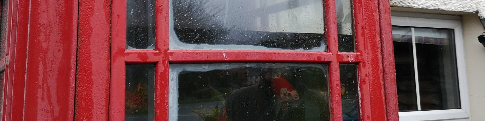 Look closely and notice some unusual occupants in this Lake District phone box. 🐠