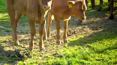 If you're headed to Ermitage Park, make sure you stop to admire the beautiful cows in the meadow. The sound of cowbells will guide you there. Lush green grass, bright yellow flowers and these golden brown cows make for beautiful photos. #switzerland #cow #animal #arlesheim #park #europe