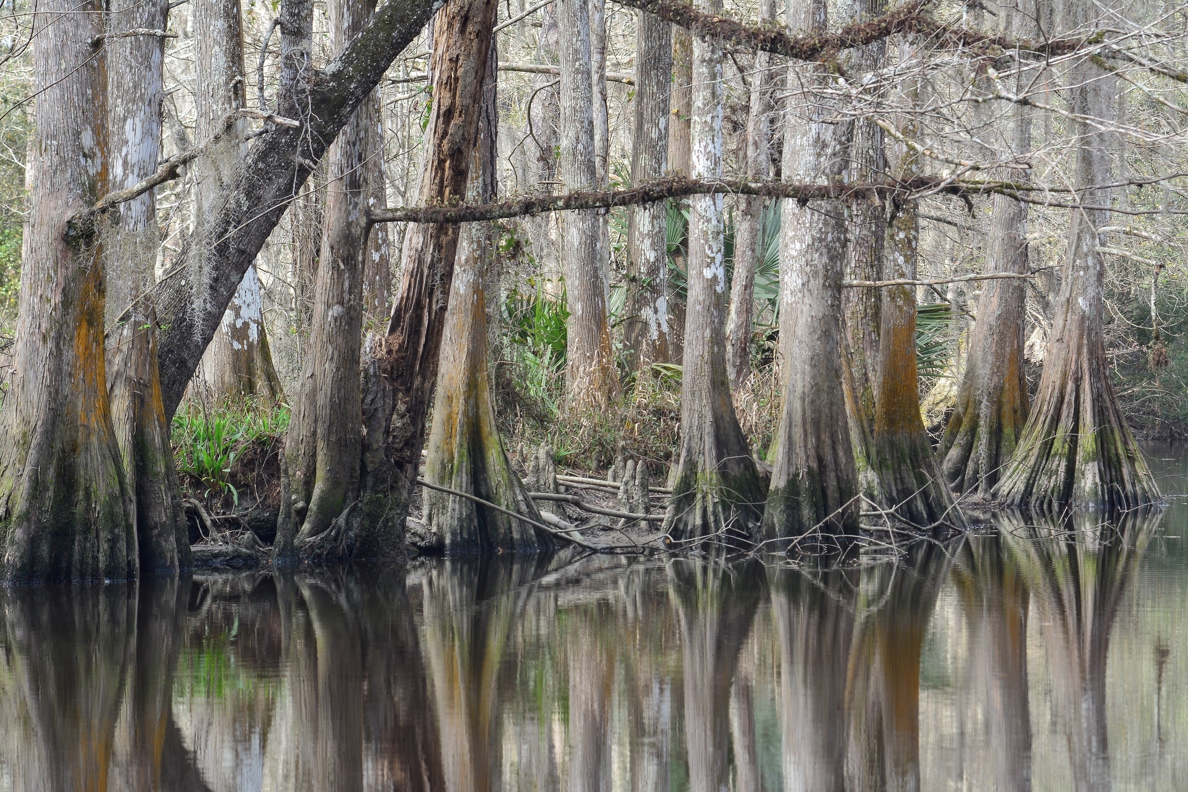 Cypress grove and Bayou Liberty, Slidell, La.