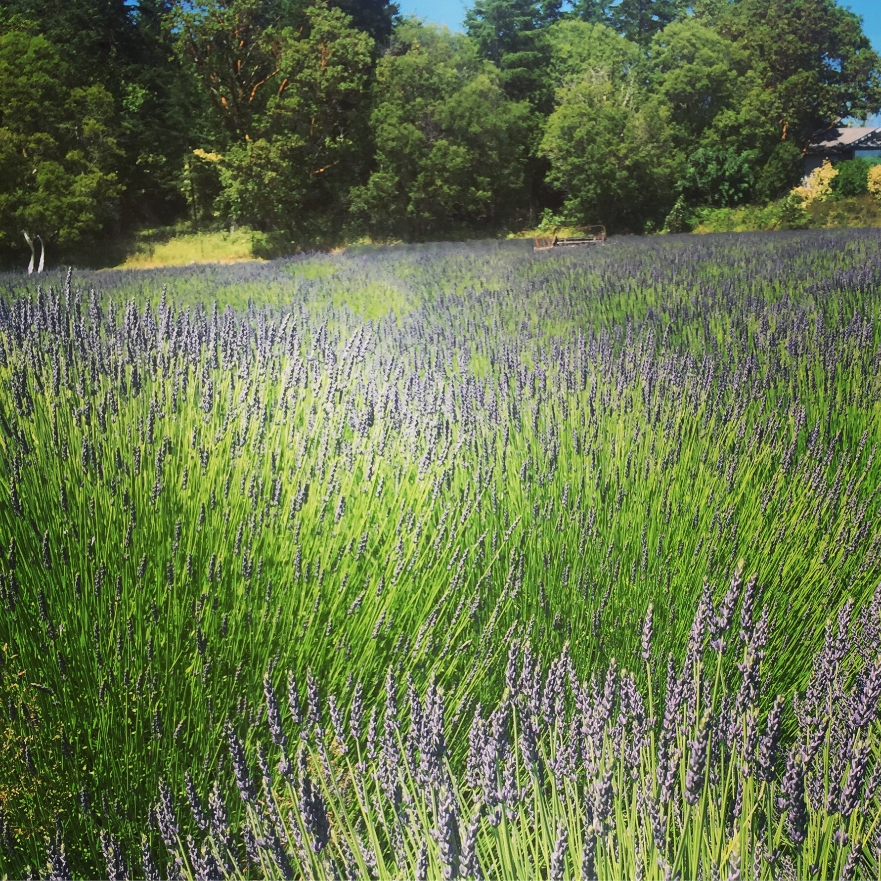 Not all Lavender is reserved for Sequim!