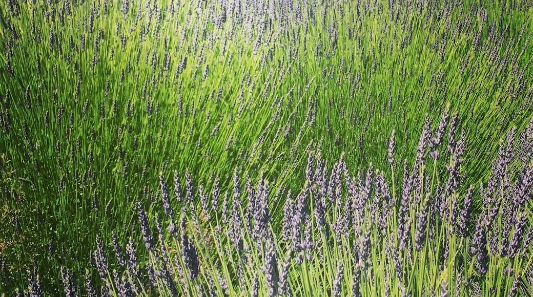Pelindaba Lavendelfarm, Friday Harbor, Washington, USA