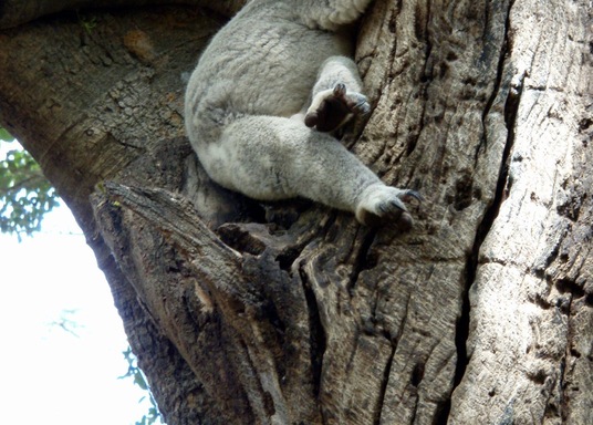 ブリスベン ローン パイン コアラ サンクチュアリー 周辺のホテル 宿泊予約 格安ホテル予約 最安値検索 ホテルズドットコム ブリスベン ローン パイン コアラ サンクチュアリー 周辺のホテル 宿泊予約 格安ホテル予約 最安値検索 ホテルズドットコム