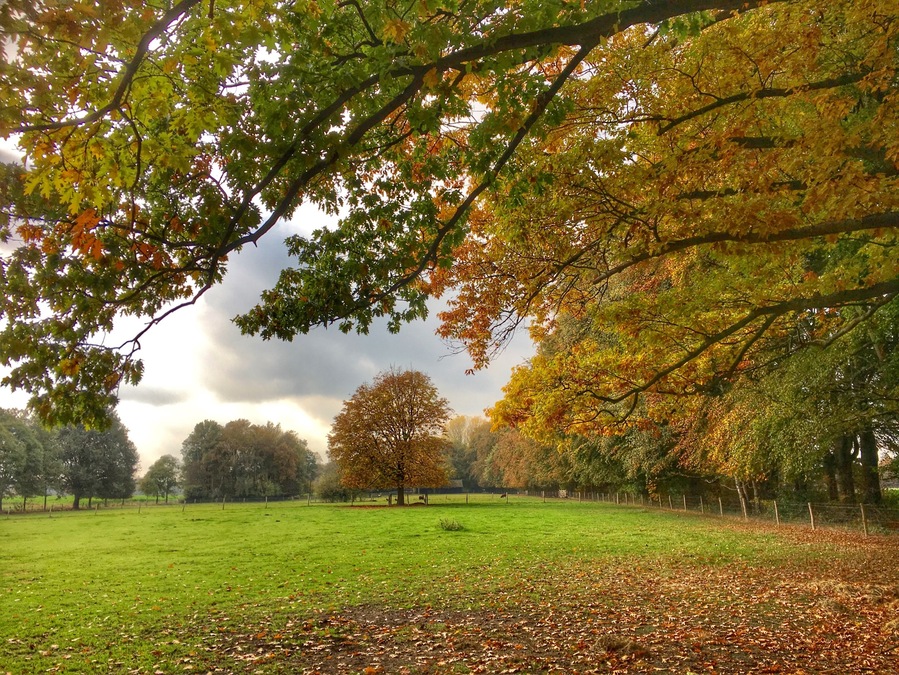 Colours of fall in Bladel,the Netherlands
