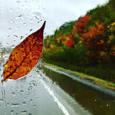 Foliage in a rainy day