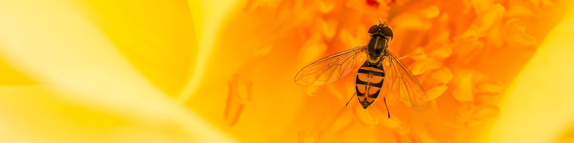 Trying out my new Canon RP and 35mm 1.8 RF Macro on a little photo walk in Booth Memorial Park in Stratford Connecticut. The rose gardens have bloomed and are beautiful. Caught this little critter inside a yellow rose.