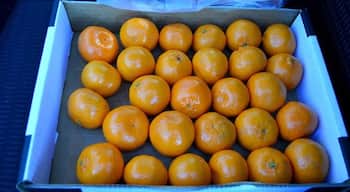 Fresh, sweet baby mandarins