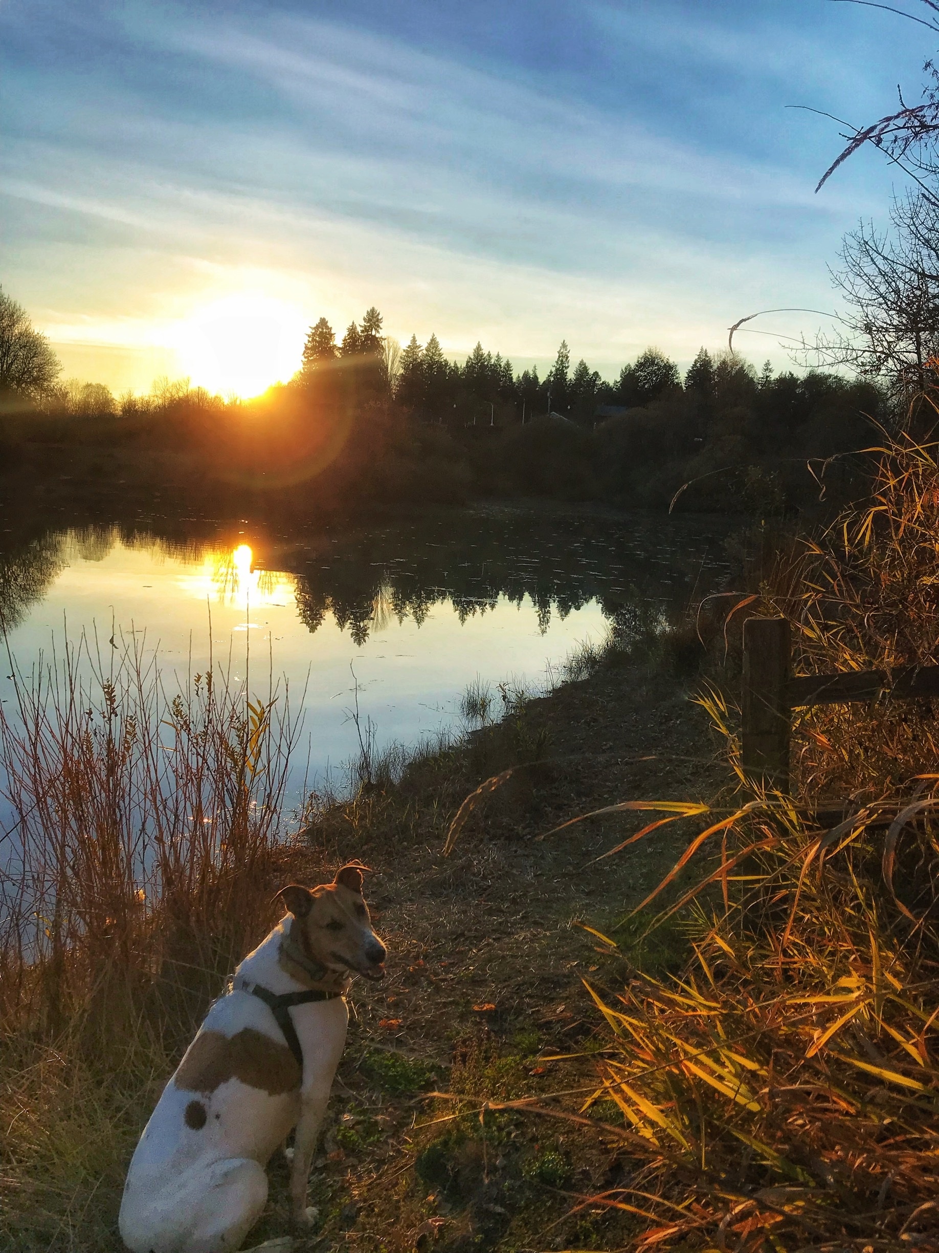 Perfect fall evening. #Sunset #bluesky #autumn #water #refection #sunlight  #dog