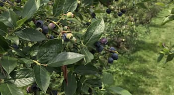 Love blueberry picking in the summer. This is our favorite spot.