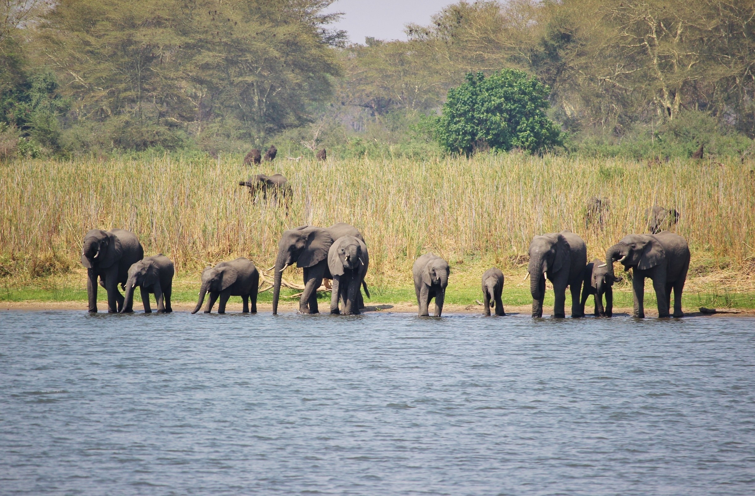 Nestled in the heart of Liwonde National Park, this gorgeous lodge offers safaris on both land and by boat along the Shire River. The lodge itself sits on the banks of the river, so herds of elephants coming down to drink is a common sight. 