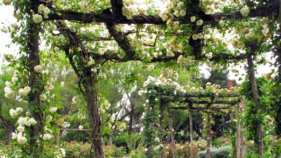 The Parc de Cervantes is relatively unknown in Barcelona, but it's definitely worth a visit. The park is stuffed full of the best roses from all around the world. There are over 10,000 rose bushes!
Just hop on the green line until Zona Universitària and it's a few steps away from the exit.
More info: http://barcelonablonde.com/2014/06/10/parc-de-cervantes/