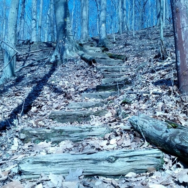 A rustic wooden staircase headed up the Dan's Creek loop trail in Mt. Gilead State Park.