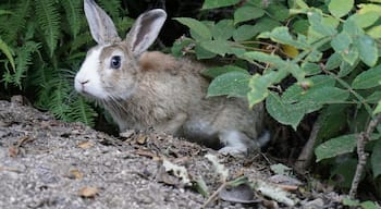 Okunoshima is an island in the Seto Inland Sea, also known as Rabbit Island.

It's become a popular destination lately for both rabbit lovers and old ruin hunters, which this island has plenty of. There are rabbits EVERYWHERE and most are very friendly. People bring carrots and cabbages (or you can buy rabbit food on the island) and enjoy feeding the wild rabbits. The higher you climb the island (they really are everywhere) the more shy the rabbits are.

The ruins around the island are old poison gas research facilities that were used during the war. They are now overrun by plants and rabbits.

You can learn more about the island in their poison gas museum.

Location: There is a ferry that comes to the island from both Hiroshima prefecture and Omishima island