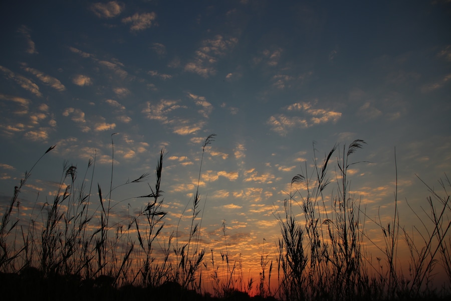 The morning sun rises over the Chobe River reeds and casts a golden glow over the new sky. #Trovember is the month to see sunsets.