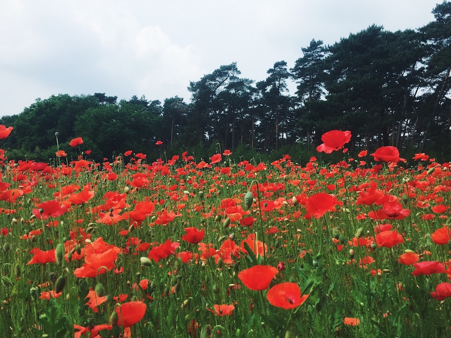 In Flanders Fields the poppies blow.