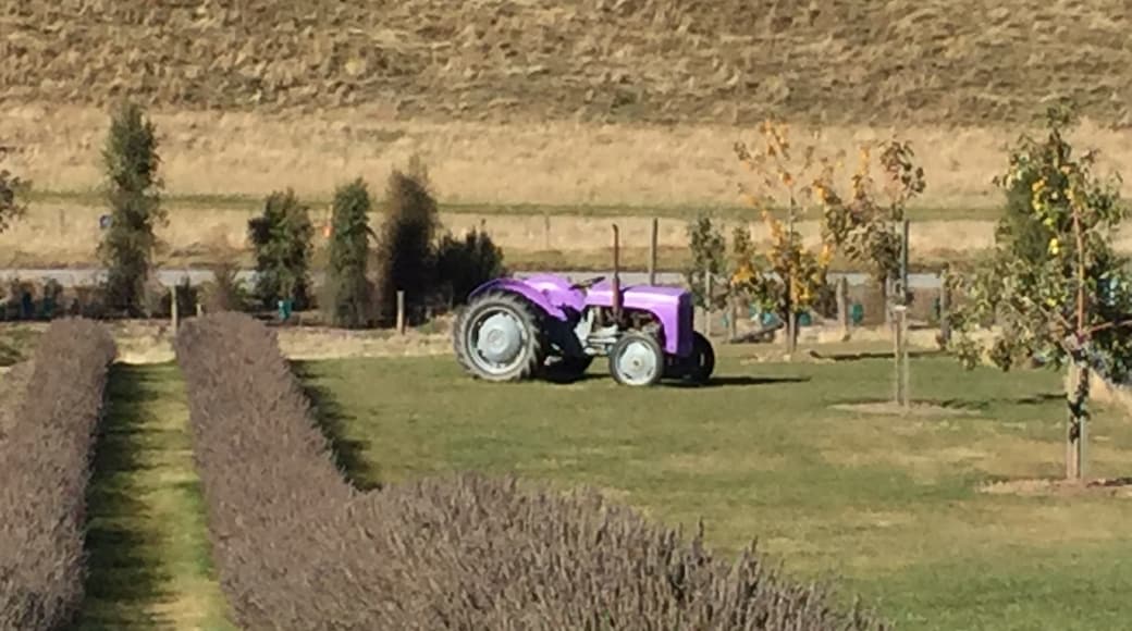 Wanaka Lavender Farm, Wanaka, Otago, New Zealand