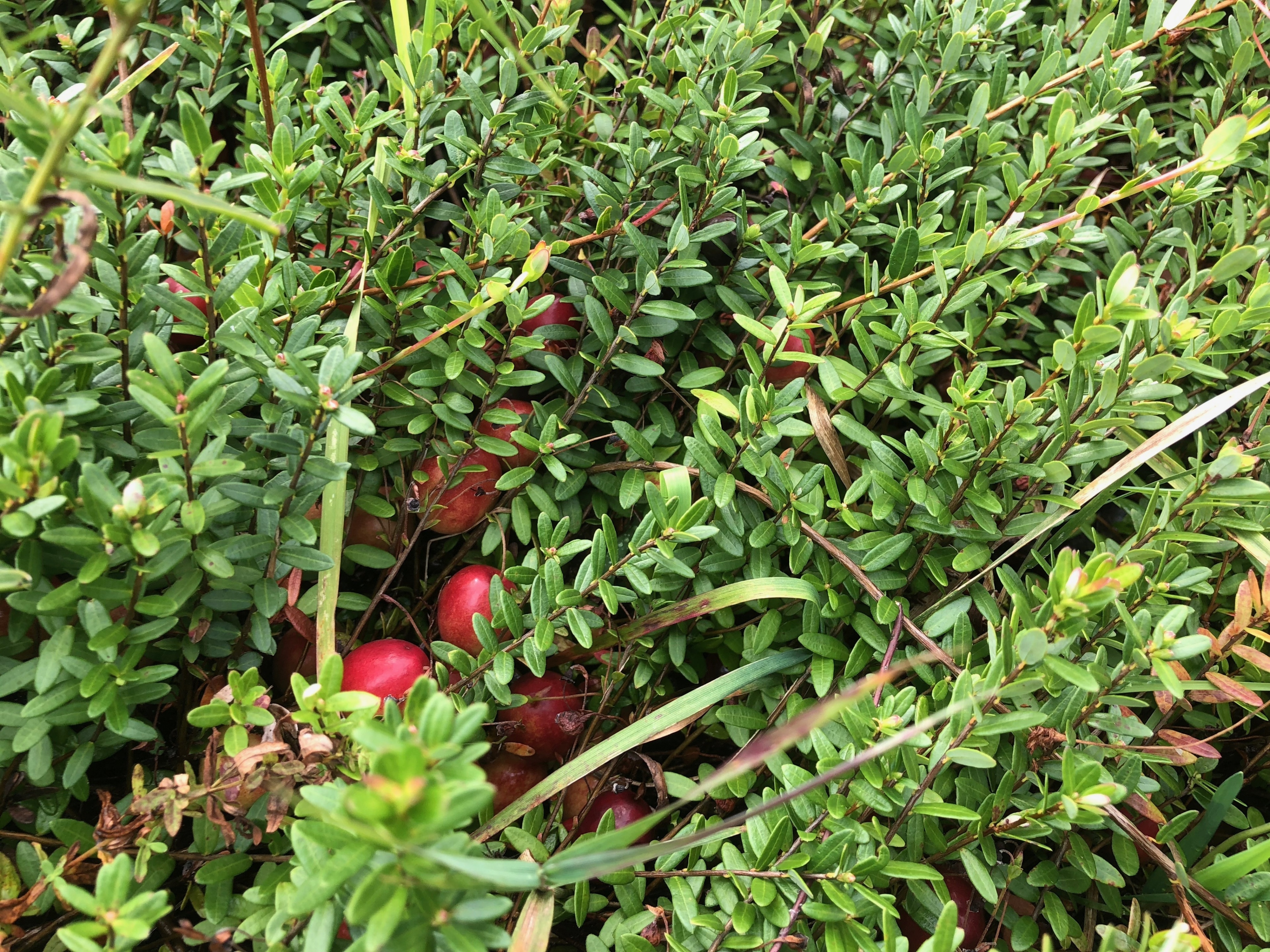 Look close to find the cranberries in the bushes. 