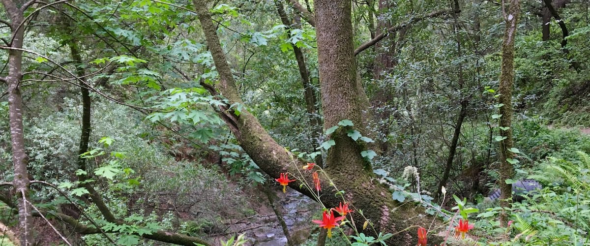 Such a peaceful walk through Devil's Gulch in Samuel P Taylor State Park. This trail roughly runs creekside and loads of wildflowers. It's also a breeding stream for coho salmon and steelhead trout.
#Hiking #Green #Springfun