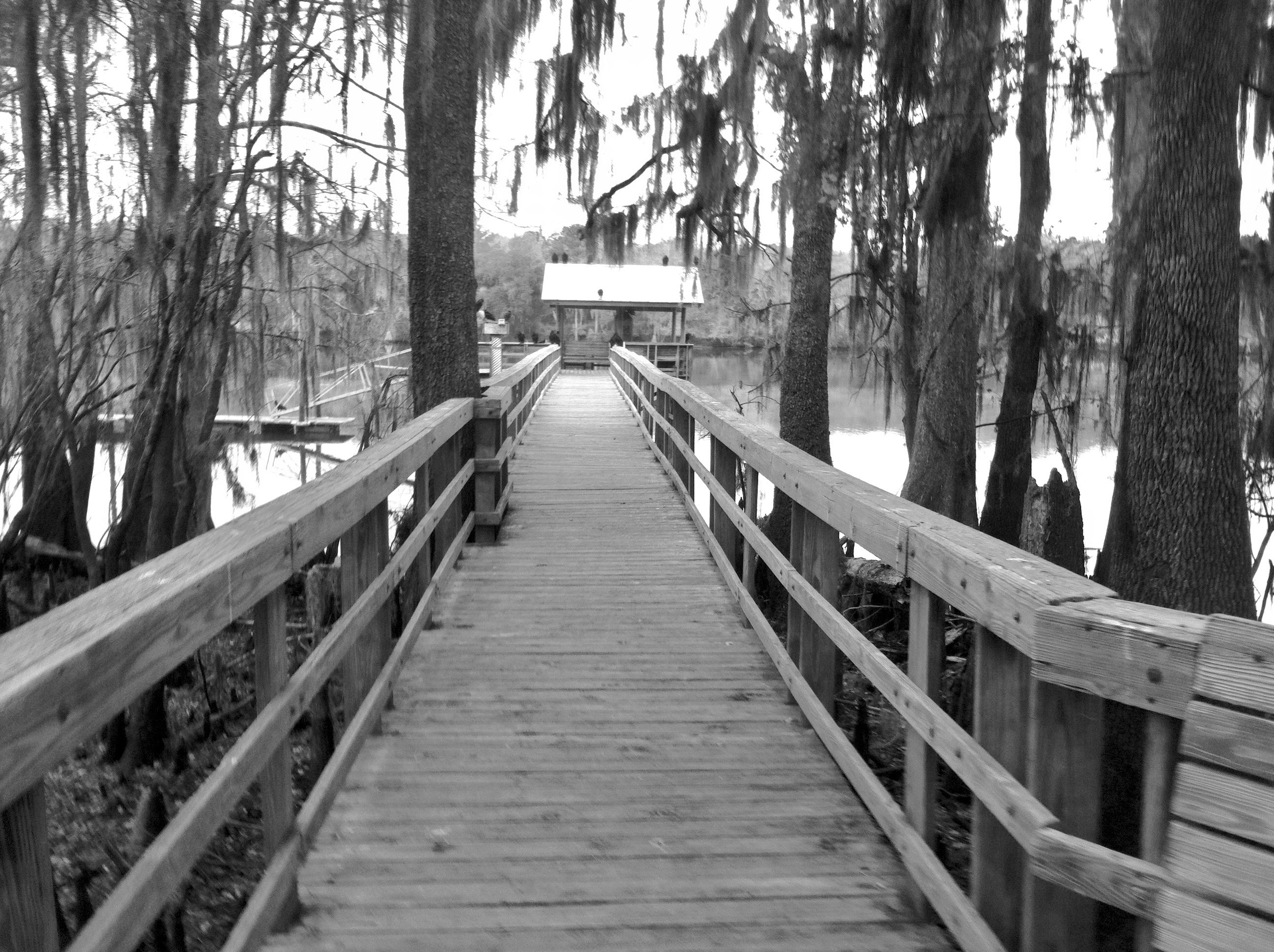 Ever seen a buzzard up close?  They are the biggest, ugliest birds ever.  They were perched all over this walkway as we walked out to look for manatees in the Swanee River.  This state park hardly had anyone visiting.  It was rustic looking with plenty of parking spaces between campsites.  Definitely on our return list.  The spring is super cool too.  But I'll always remember the buzzards....