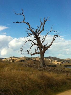 Even in death a majestic & magnificent River Red Gum.