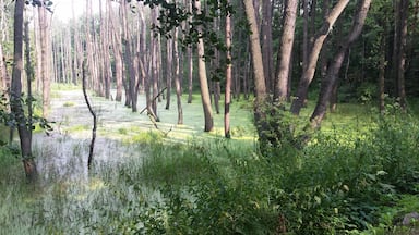Swampy forest near the airport Muchowiec in Katowice