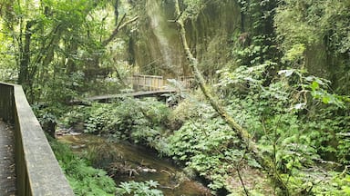 Swing bridge on the walk to the natural bridge