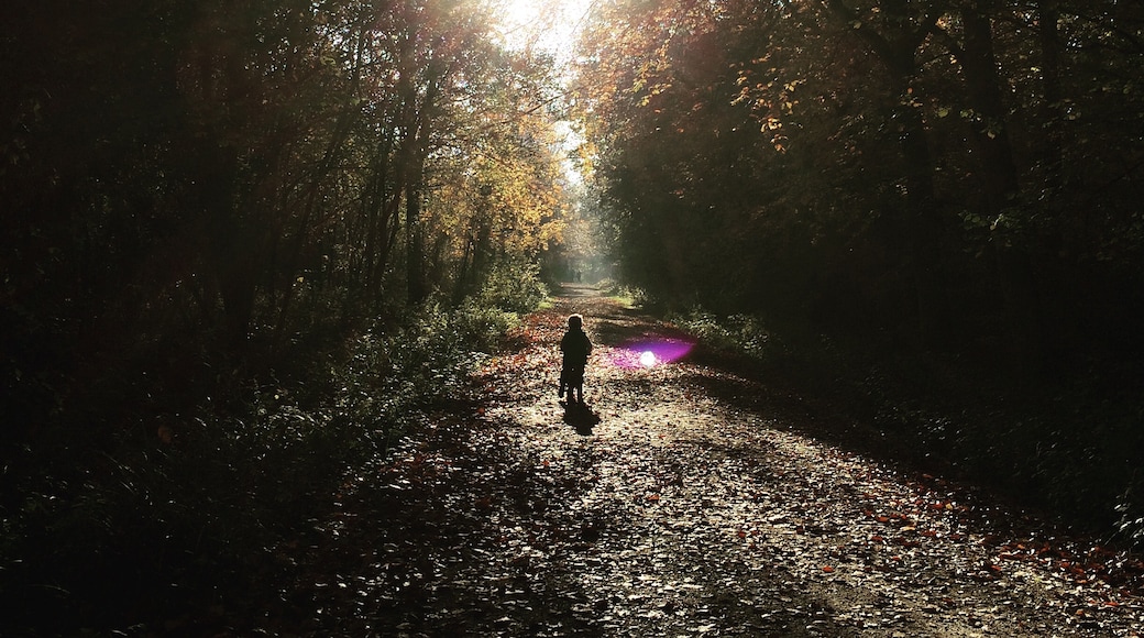 Salcey Forest, Northampton, England, Großbritannien