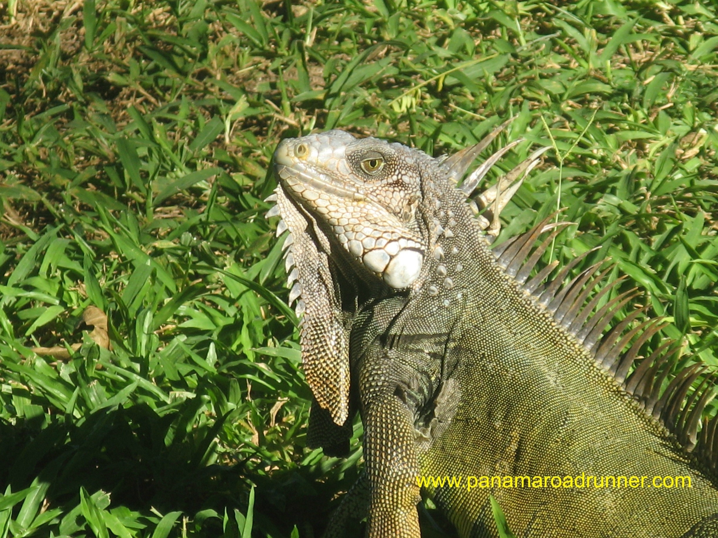 Photo by Panama Roadrunner