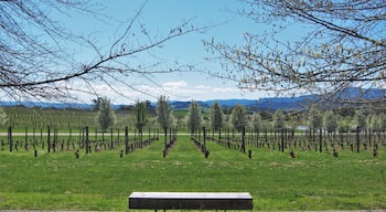 When you enter the gates at Oakridge the first thing you will notice is the beauty. A blossom lined driveway meanders its way through the property.
With chef Matt Stone and Jo Barrett designing amazing taste sensation.  
A must!!!
#melbourne #yarravalley #oakridge #spring #finedining #yarravalleylife