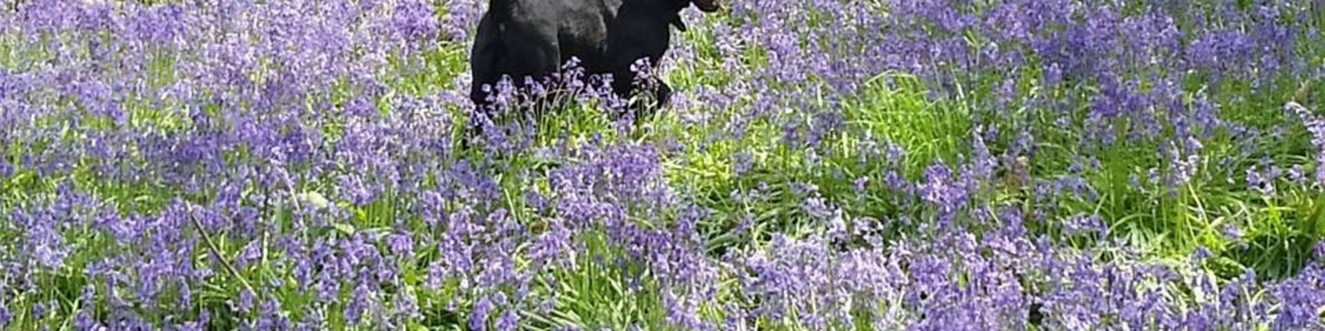 In bluebell season. May.
