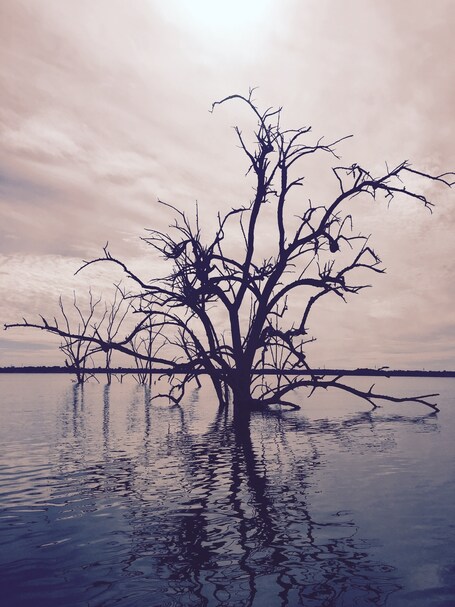 value: "Levon lake. Reservoir. Old Osage orange trees still remain in the water  "
