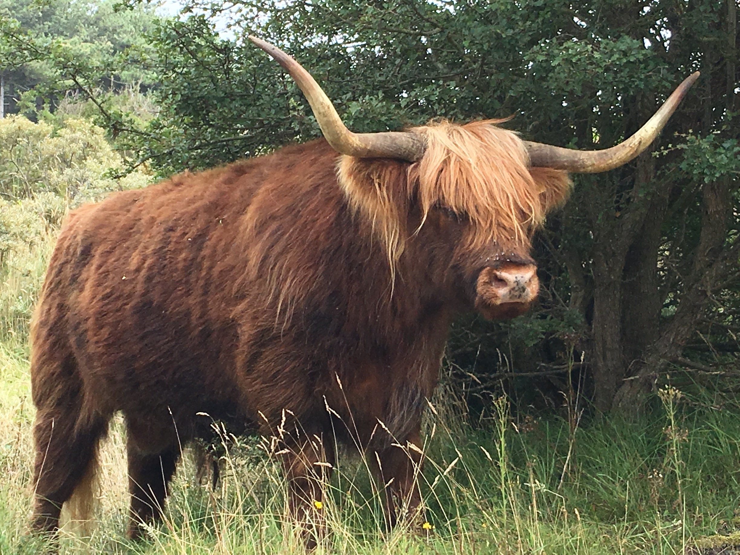 Finally got the glimpse of highland cattle (Scottish breed)