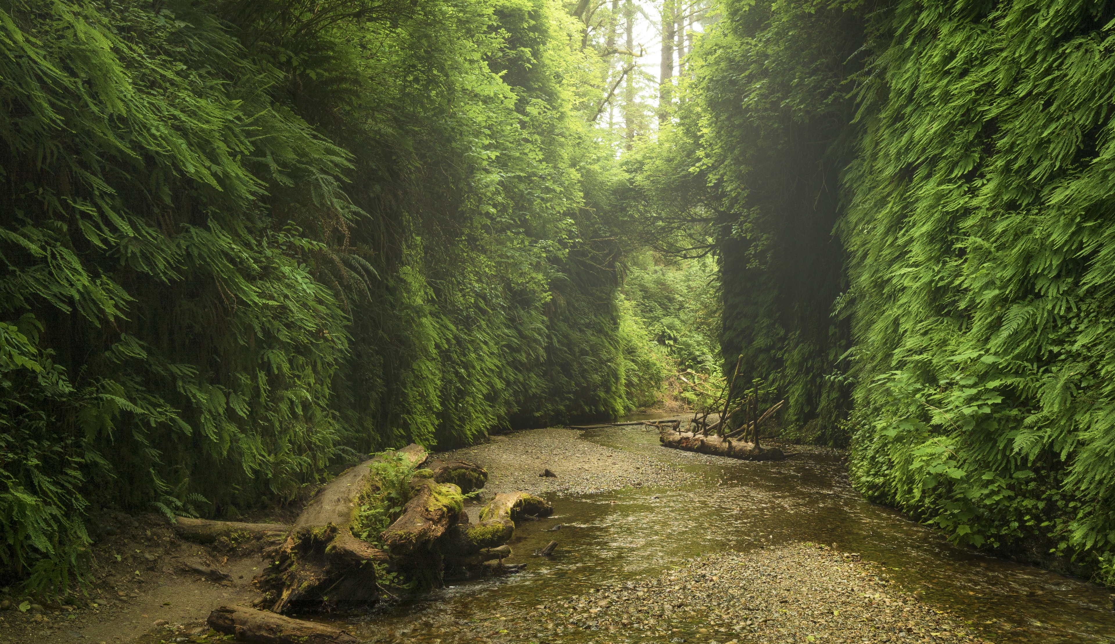 A relatively unknown location, Fern Canyon is exactly what it sounds like. Wall to wall ferns make this short hike feel truly prehistoric. #ADVENTURE
