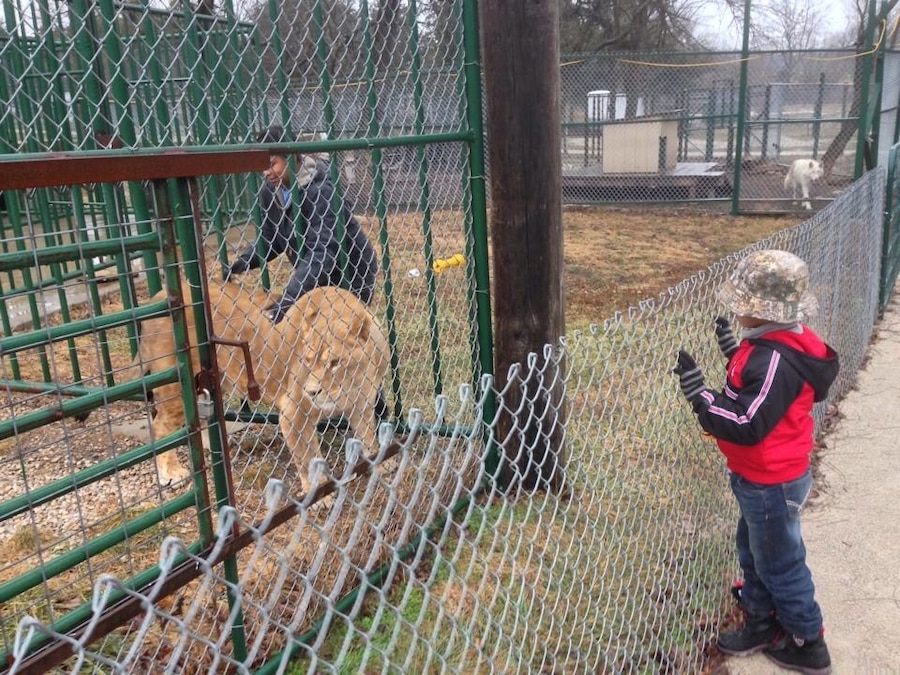 Watching my cousin take care of wild big cats.