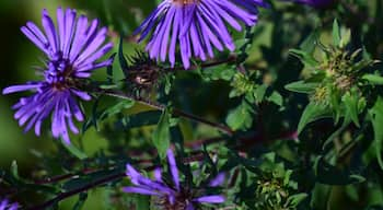 Butterflies were soaring along the lake front walkway