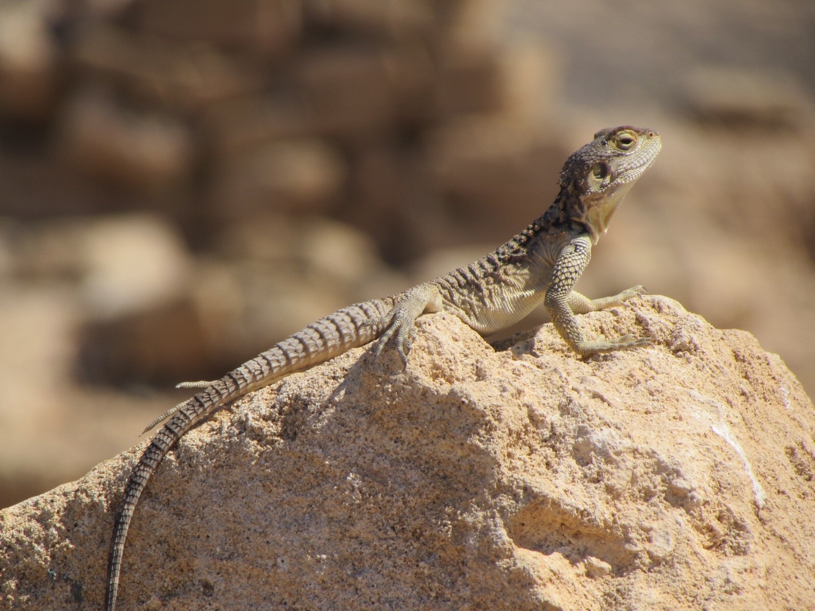Found this wee guy sunning himself on the archaeological remains in Paphos