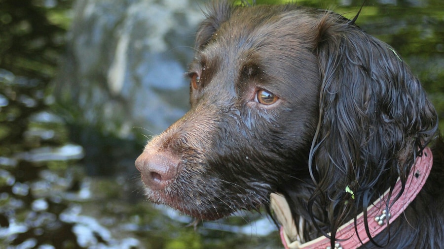 A nice day with the dogs at Hamsley forest