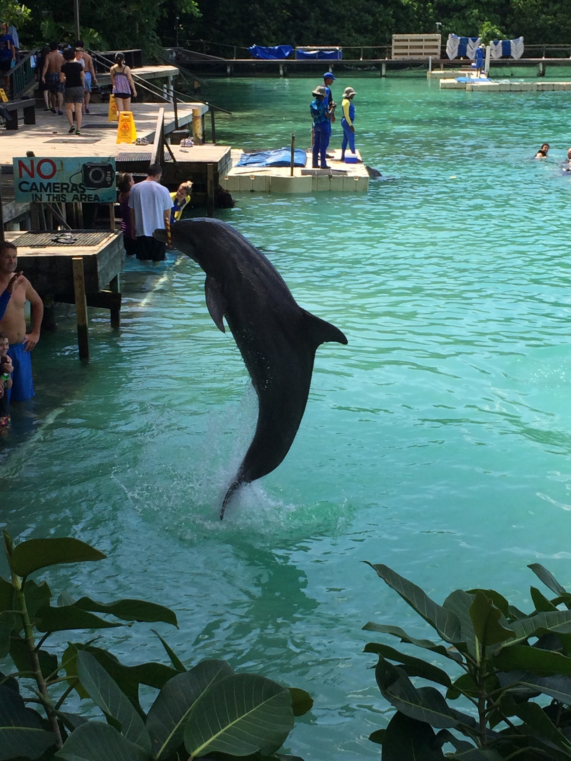 Dolphin cove , Ocho Rios, Jamaica