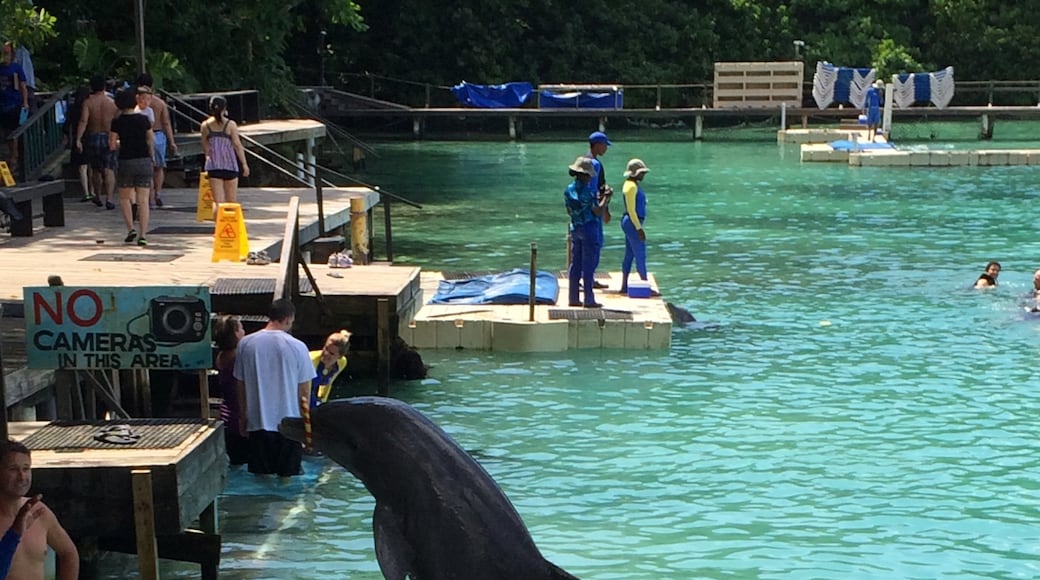 Dolphin Cove (χώρος εκπαίδευσης δελφινιών), Ότσι Ρίος, Saint Ann, Τζαμάικα