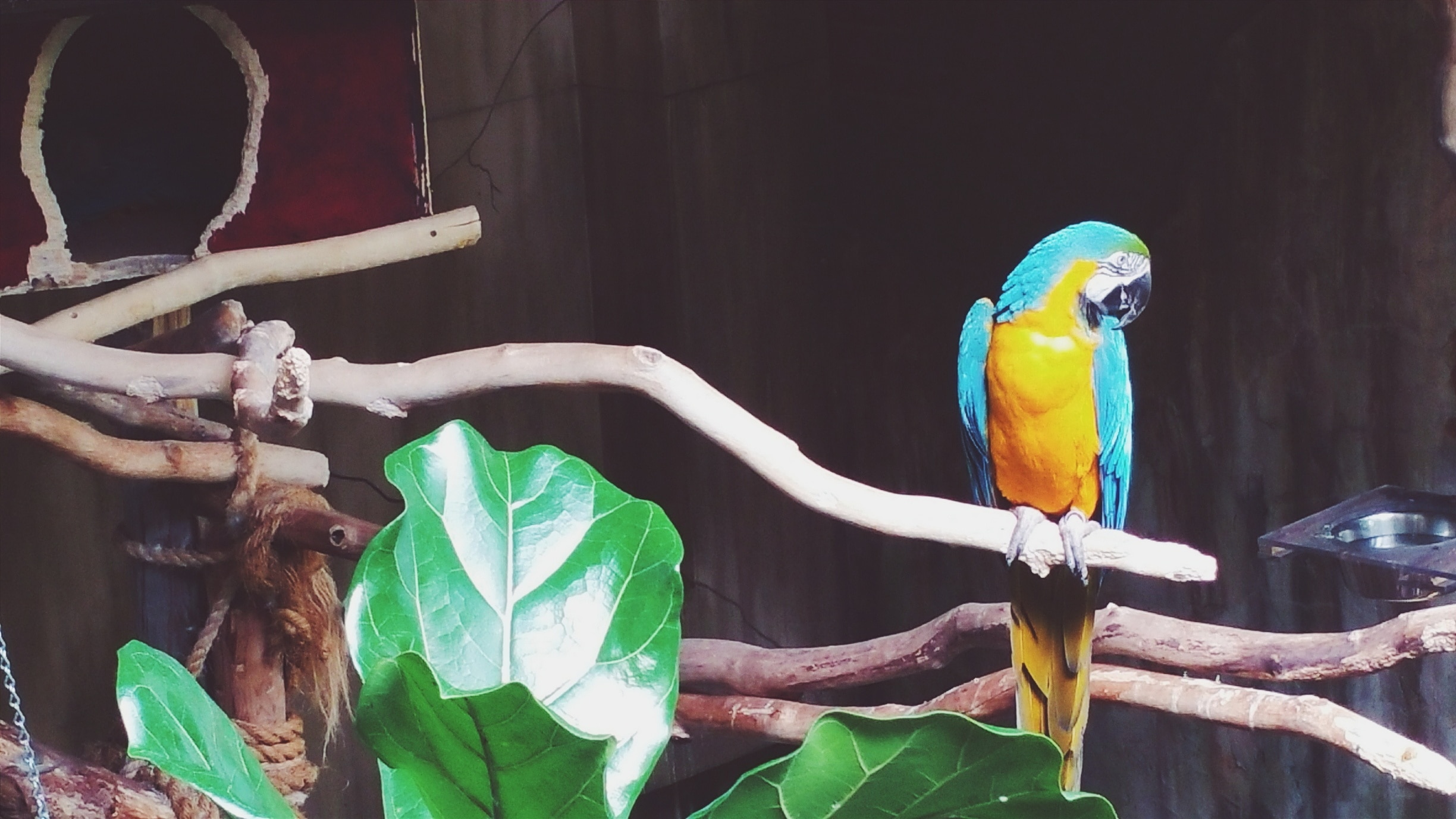 Discover exotic birds in the largest indoor free-flying aviary in the world! In addition check out the small bird aviary, the night jungle and explorer's base camp. #niagarafalls #niagara #ontario #yourstodiscover #birds #macaw #parrots #adventure  #blueandgold #aviary #fly #jungle #bats #owls #exotic #photographer #photography 
