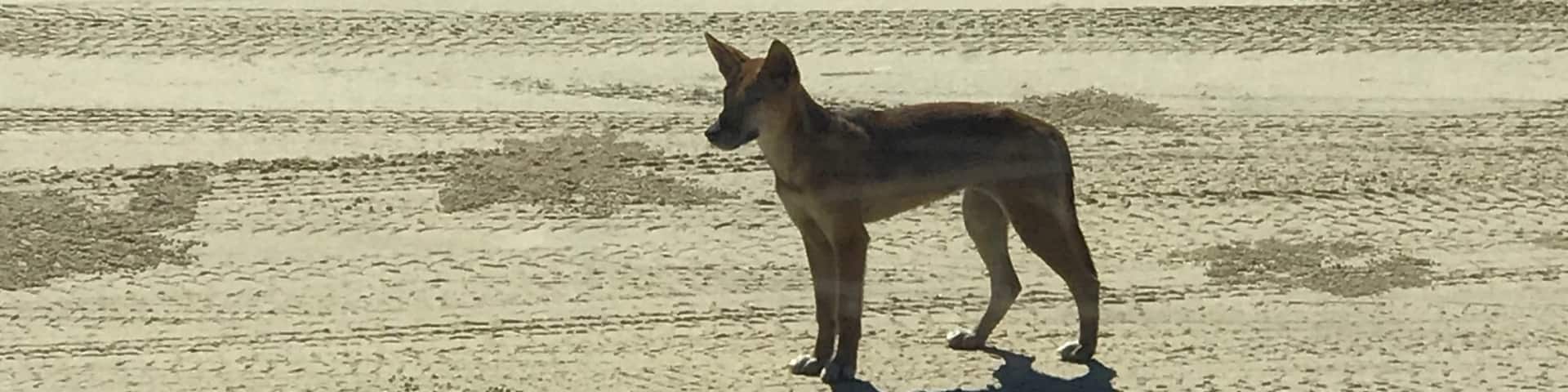 Young dingo cub Fraser Island
