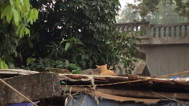 Cats on the not so hot tin roof in a local village south east of Hanoi. This was my second visit with Bloom Microventures, a microfinance charity that helps empower marginalised women in the countryside that live below the poverty line (less than $18 a month household income in Vietnam). Visit if you want to get to know Vietnam beyond the  tourist gloss and make a real difference.