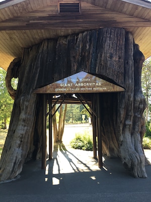 Red Cedar