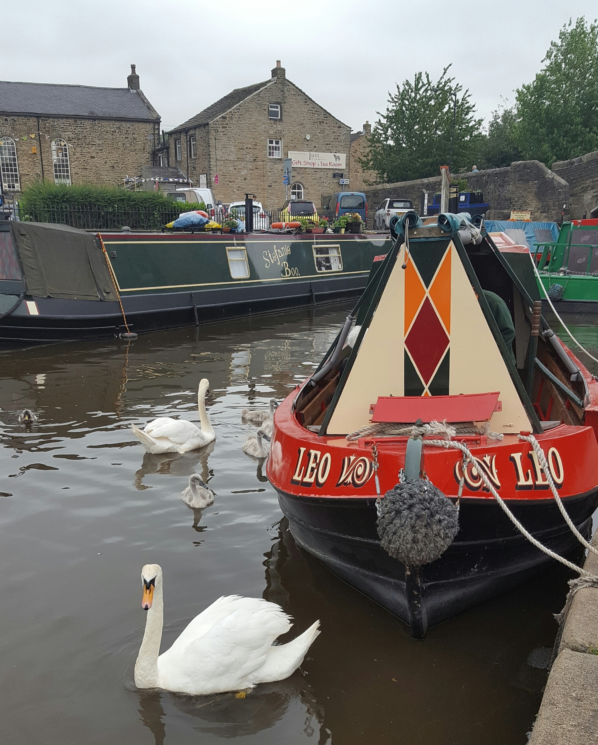 Swans and cygnets too on the canal in Skipton. The waterways are surprisingly full of nature..and beautiful barges too. 