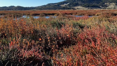 Fall colors from one of my favorite spots to visit. There are always lots of birds.... red tailed hawks, brown pelicans, egrets, heron and many others. My favorite reason to come here, however, is all the variation in color in the salt-marsh plants against the deep blue California sky. 
#Red
#CAopenspace 
#Hiking 