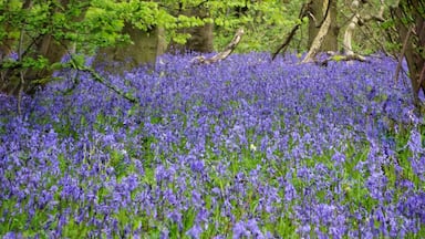 Bluebell wood in the spring & a variety of birds all year round. 