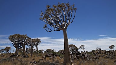 Quiver trees in Namibia. Near Keetmanshoop there is a small park with a lot of these trees. You have to pay to get in. Don`t bother, you will se a lot of these trees all over the south of Namibia!