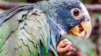 Macaw Mountain, Honduras. It is located about 3 Km away from Copan Ruinas. Worth a visit.