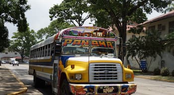The buses of Panama.