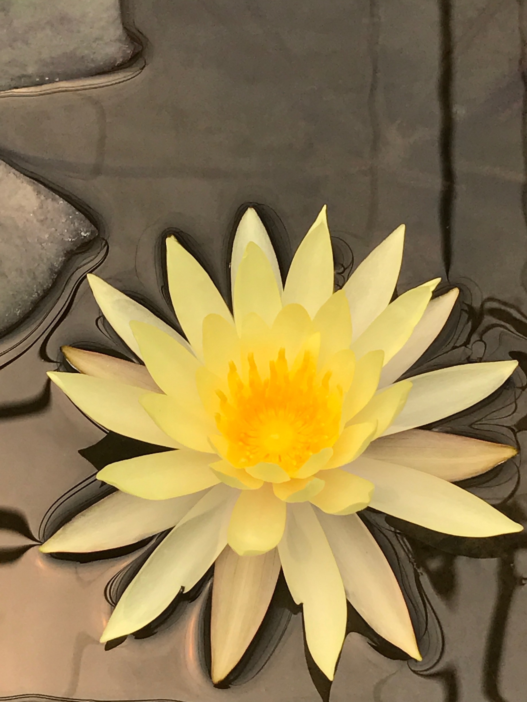 Yellow lotus in Chiengmai, Thailand